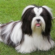 Ruchomy mop
