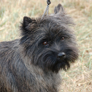 Pies rasy Cairn Terrier