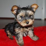 York Terrier