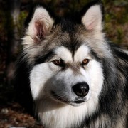 Alaskan malamute