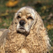 Amerykański cocker spaniel