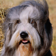 Bearded collie