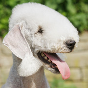 Bedlington terrier
