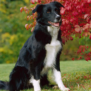 Border collie