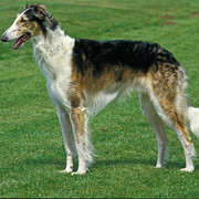 Borzoj