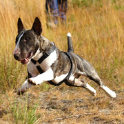 Bullterrier