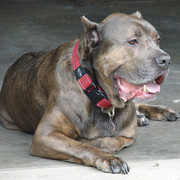 Cane corso