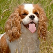 Cavalierek