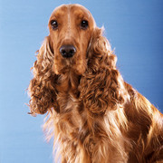 Cocker spaniel angielski