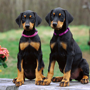 Doberman