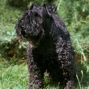Kerry blue terrier