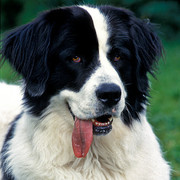 Landseer