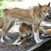 Pies dingo