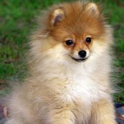 Pomeranian