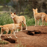 Psy dingo
