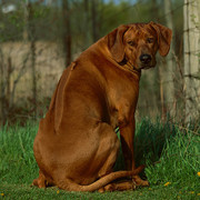 Rhodesian ridgeback