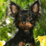 Rosyjski toy terrier