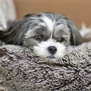 Shih tzu