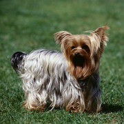 Yorkshire terrier
