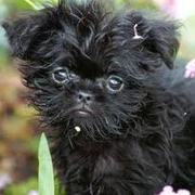 affenpinscher