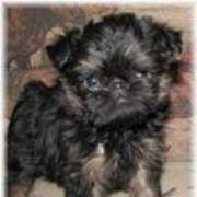 Affenpinscher