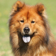Pies rasy Eurasier