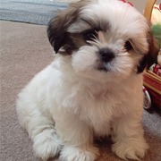 shih tzu