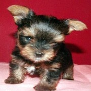 Yorkshire terrier