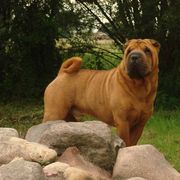 Bollo