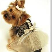 Piesek Yorkshire terrier