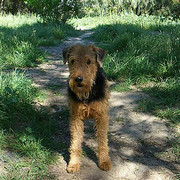 Airedale terrier Lulu
