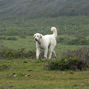 Akbash dog w pracy
