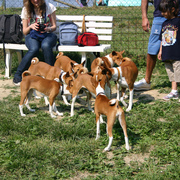 Basenji