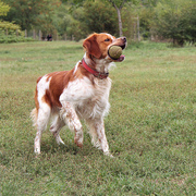 Brittany Spaniel