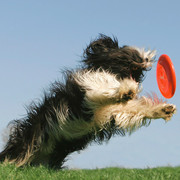 Frisbee