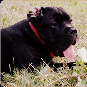 Pacco 5 m-cy