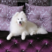Samoyed