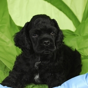 Amerykański cocker spaniel