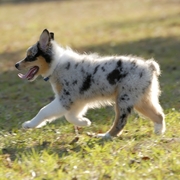 Aussie