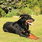 Beauceron
