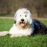 Bobtail