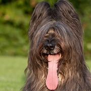 Briard