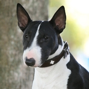 Bulterier