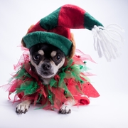 Chihuahua i Święta