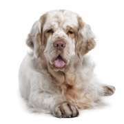 Clumber spaniel