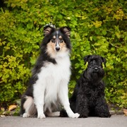 Collie i Sznaucer