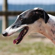 Greyhound