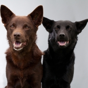 Kelpie