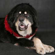Miś Mastiff