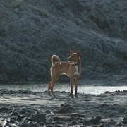 Podenco z Ibizy